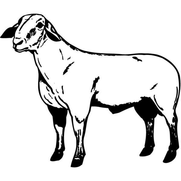 SHEEP008 Miniaturansicht