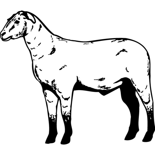 SHEEP009 Miniaturansicht