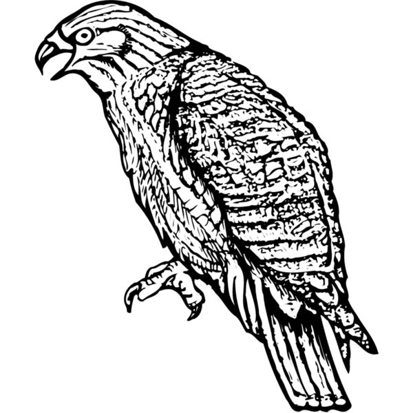 BIRD001 Miniaturansicht