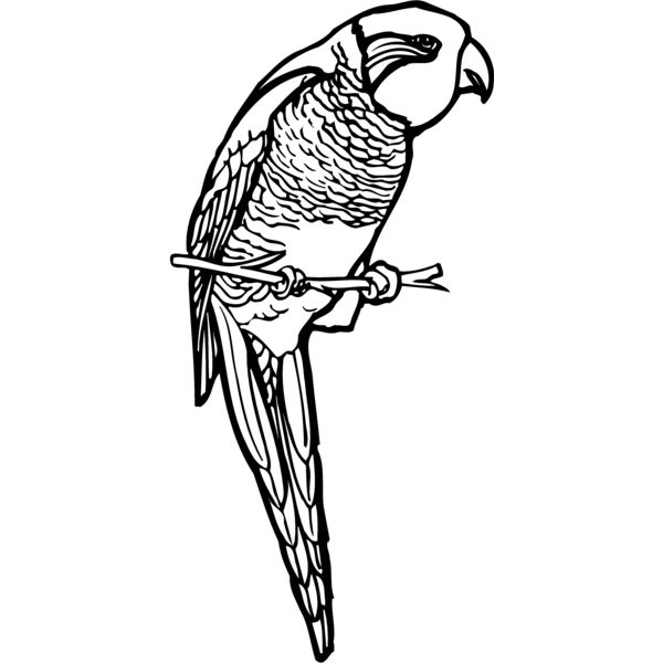 BIRD013 Miniaturansicht