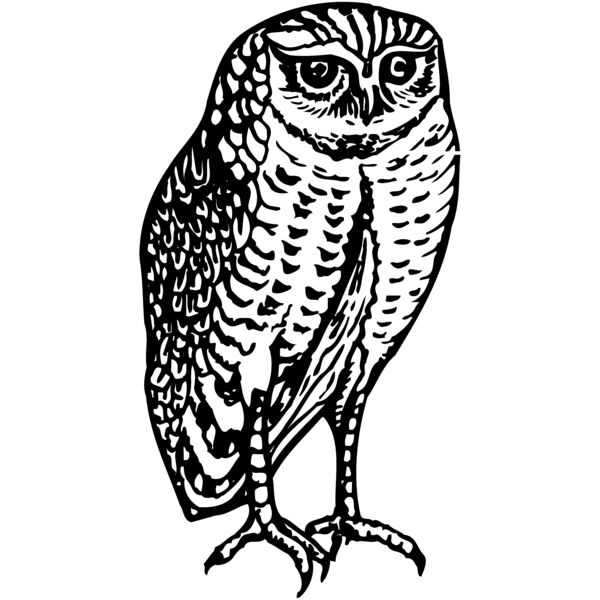 BIRD047 Miniaturansicht