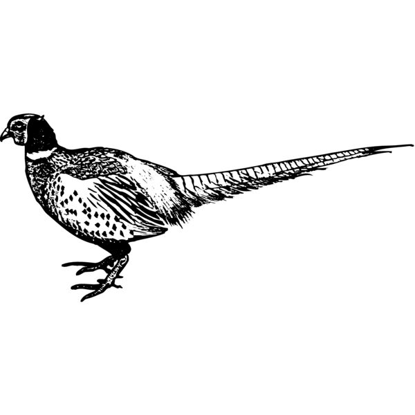 BIRD058 Miniaturansicht