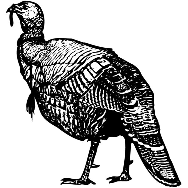 BIRD059 Miniaturansicht