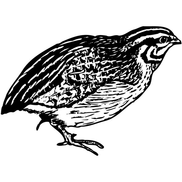 BIRD065 Miniaturansicht