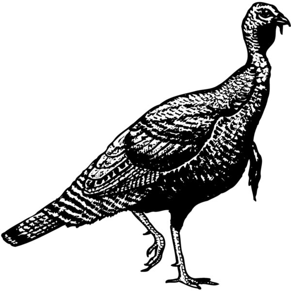 BIRD072 Miniaturansicht