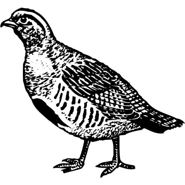 BIRD075 Miniaturansicht