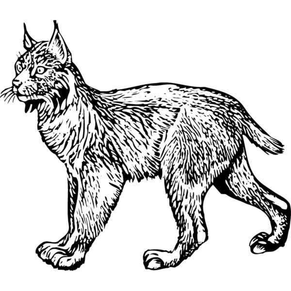 BOBCAT01 Miniaturansicht