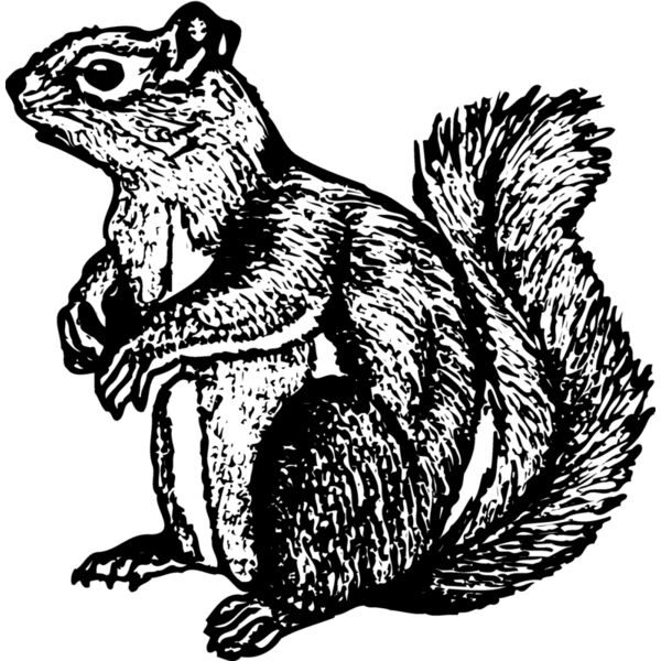 SQUER003 Miniaturansicht