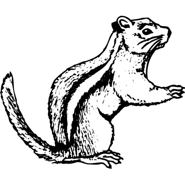 SQUER004 Miniaturansicht