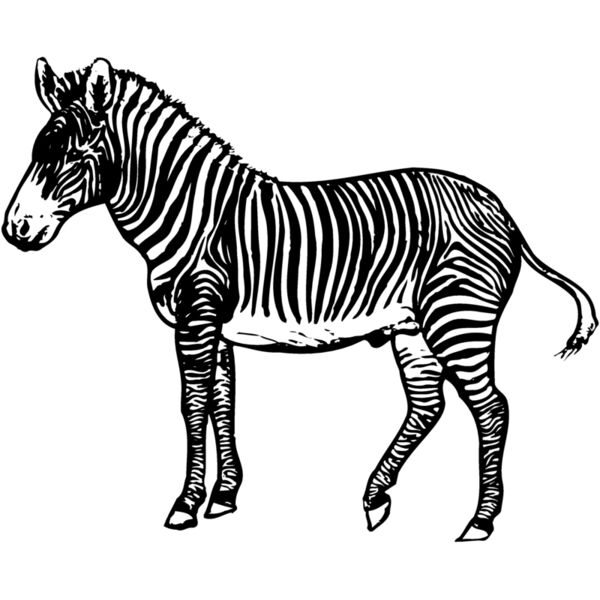 ZEBRA003 Miniaturansicht