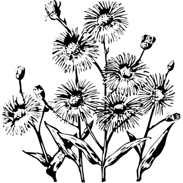 FLOWER22 Miniaturansicht